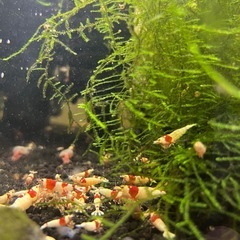 レッドビーシュリンプの画像