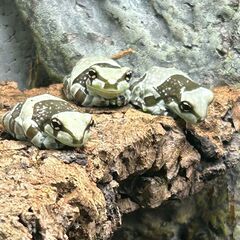 ミルキーフロッグ６匹セットの画像