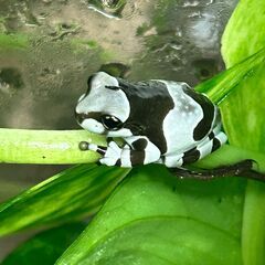 ミルキーフロッグ６匹セットの画像