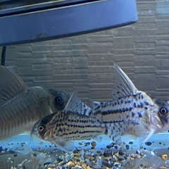 コリドラスの画像