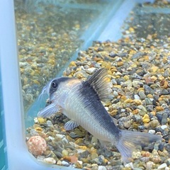 コリドラスの画像