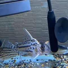 コリドラスの画像