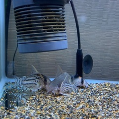 コリドラスの画像