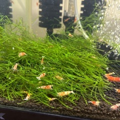 レッドビーシュリンプファンシーの画像