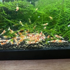 レッドビーシュリンプファンシーの画像