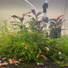 レッドビーシュリンプファンシーの画像