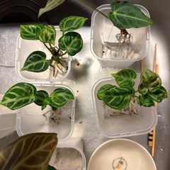 アンスリウム  観葉植物の画像