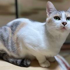 タマちゃん - 多頭飼育崩壊から保護 （現場の写真あり）- − 島根県