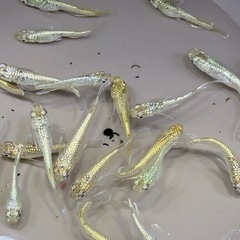 【メダカ】　✨飛輪✨　5匹🐟の画像