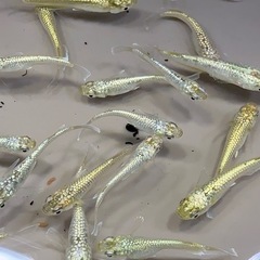 【メダカ】　✨飛輪✨　5匹🐟の画像