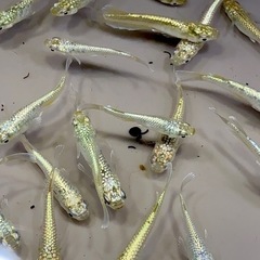 【メダカ】　✨飛輪✨　5匹🐟の画像
