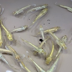 【メダカ】　✨飛輪✨　5匹🐟の画像