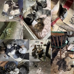 タマちゃん - 多頭飼育崩壊から保護 （現場の写真あり）- - 里親募集