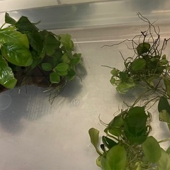GEXラクテリア・流木などまとめて　/水槽　熱帯魚　メダカ　アクアリウム　ペットの画像