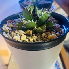 アガベ チタノタ 姫厳竜 の画像