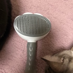犬猫用ブラシの画像