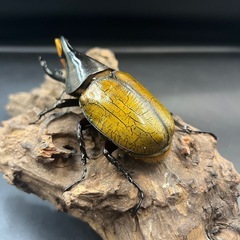 【即ブリ‼︎】DHエクアトリアヌス♂単112.5mm  ※直接受け渡しに変更可 発送は着払いの画像