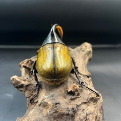 【即ブリ‼︎】DHエクアトリアヌス♂単112.5mm  ※直接受け渡しに変更可 発送は着払いの画像