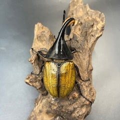 【即ブリ‼︎】DHエクアトリアヌス♂単112.5mm  ※直接受け渡しに変更可 発送は着払いの画像