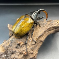 【即ブリ‼︎】DHエクアトリアヌス♂単112.5mm  ※直接受け渡しに変更可 発送は着払いの画像