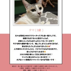 タマちゃん - 多頭飼育崩壊から保護 （現場の写真あり）-