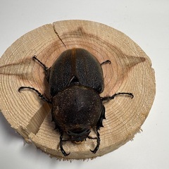 ④ヘラクレスオオカブト新成虫♀1匹の画像