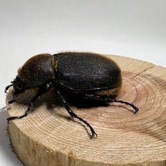 ④ヘラクレスオオカブト新成虫♀1匹の画像