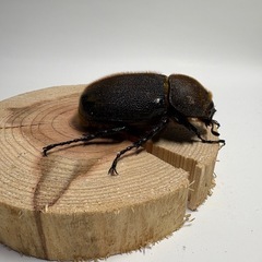 ④ヘラクレスオオカブト新成虫♀1匹の画像