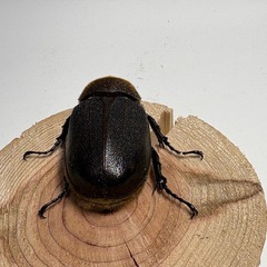 ④ヘラクレスオオカブト新成虫♀1匹の画像