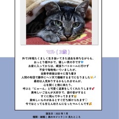 マルくん - 多頭飼育崩壊から保護 （現場の写真あり）-