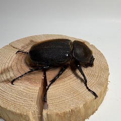 ⑤ヘラクレスオオカブト新成虫♀1匹の画像