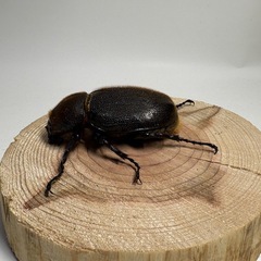 ⑤ヘラクレスオオカブト新成虫♀1匹の画像