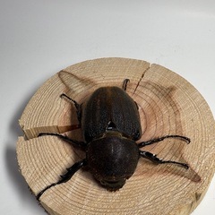 ⑤ヘラクレスオオカブト新成虫♀1匹の画像