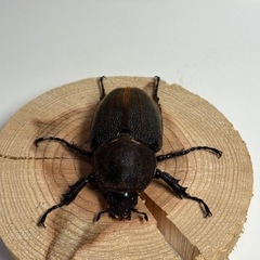 ⑥ヘラクレスオオカブト新成虫♀1匹の画像