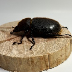 ⑥ヘラクレスオオカブト新成虫♀1匹の画像