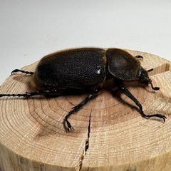 ⑥ヘラクレスオオカブト新成虫♀1匹の画像