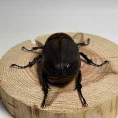 ⑥ヘラクレスオオカブト新成虫♀1匹の画像