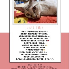 ハナちゃん - 多頭飼育崩壊から保護 （現場の写真あり）-