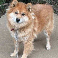 【急募】里親募集中