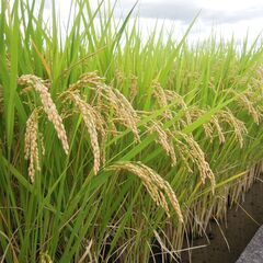 令和7年新米 ヒノヒカリ　白米　特別栽培米（農薬及び化学肥料田植え後の栽培期間中不使用）色彩選別機の選別済品 　27kg入の画像