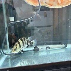 ダトニオ　熱帯魚の画像