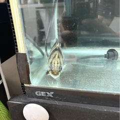 ダトニオ　熱帯魚の画像