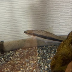 🐠 熱帯魚を無料でお譲りします（マーブルグラミーとサイアミーズ・フライングフォックス）の画像