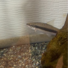 🐠 熱帯魚を無料でお譲りします（マーブルグラミーとサイアミーズ・フライングフォックス）の画像