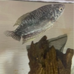 🐠 熱帯魚を無料でお譲りします（マーブルグラミーとサイアミーズ・フライングフォックス）の画像