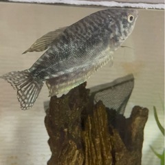 🐠 熱帯魚を無料でお譲りします（マーブルグラミーとサイアミーズ・フライングフォックス）の画像