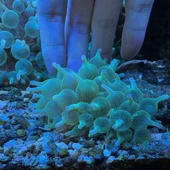 サンゴイソギンチャクの画像