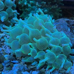 サンゴイソギンチャクの画像