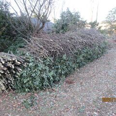 枝木処分　無料の画像