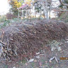 枝木処分　無料の画像